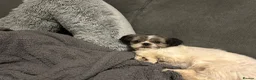 Shih Tzu dogs for sale: Kc reg shihtzu bitch  in Edinburgh - Advert 3