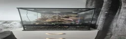 Gecko reptiles for sale: Exo terra 45x45x60 tall glass tank - Advert 1