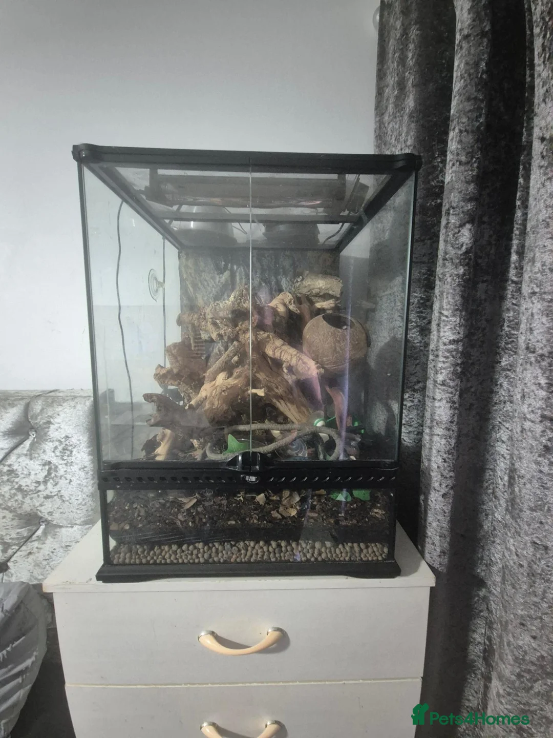 Gecko reptiles for sale: Exo terra 45x45x60 tall glass tank - Advert 1