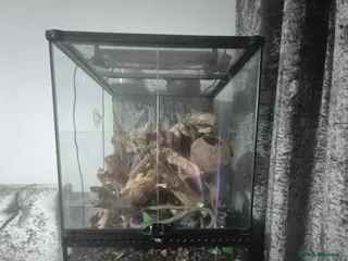 Gecko reptiles Exo terra 45x45x60 tall glass tank - Advert 1