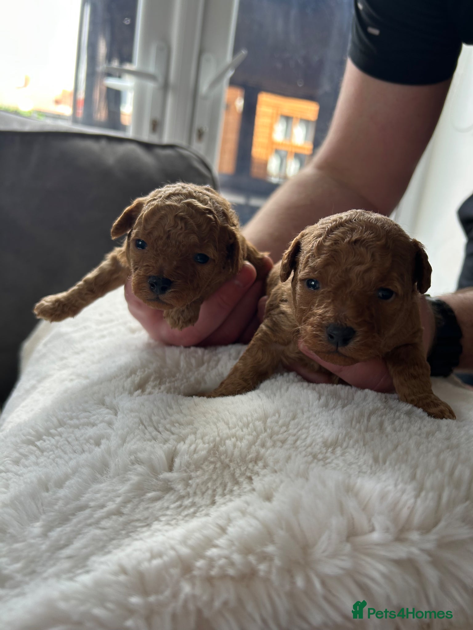 Poochon dogs Toy poochon - Advert 8