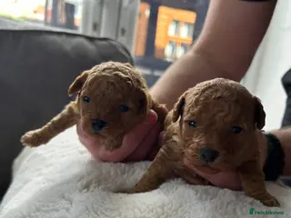 Poochon dogs Toy poochon - Advert 8