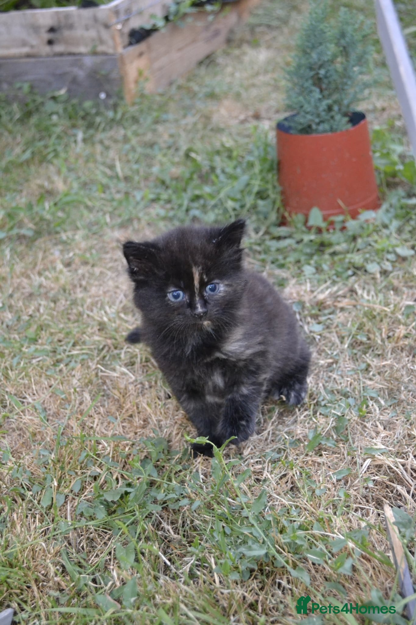 Mixed Breed cats One female kitten left - Advert 4