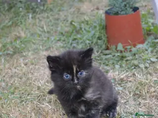 Mixed Breed cats One female kitten left - Advert 4