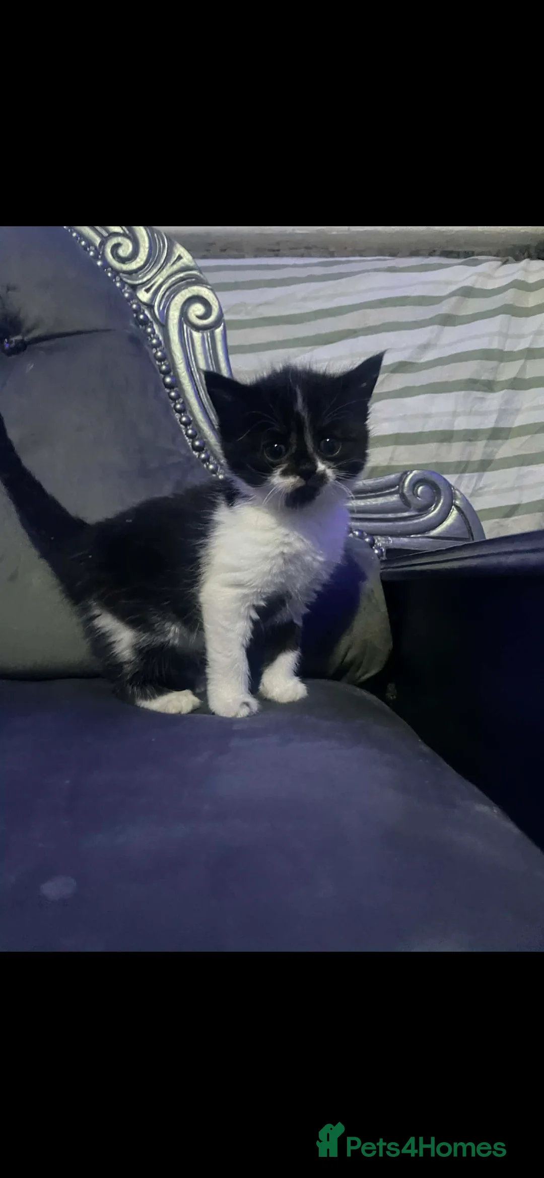 British Shorthair cats for sale: Kittens for sale Bradford  - Advert 2