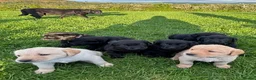 Labrador Retriever dogs for sale: 8 Labrador puppies for sale - Advert 2