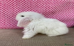 Mini Lop rabbits for sale: Beautiful mini lop kits  - Image 18