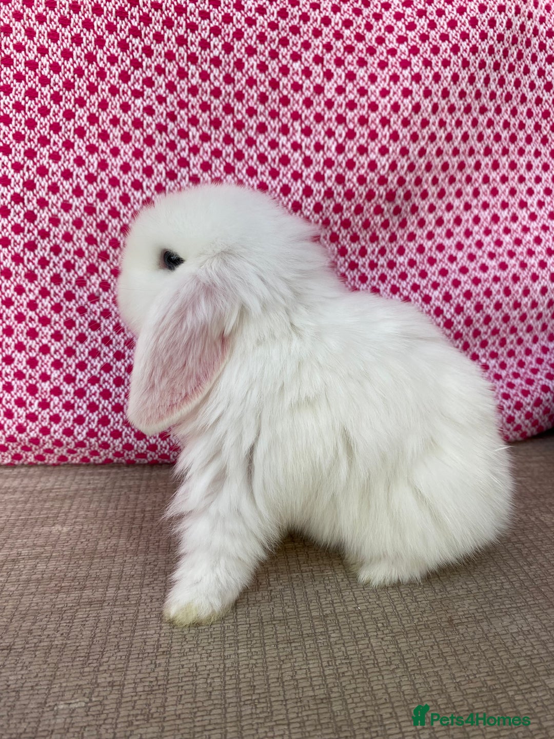 Mini Lop rabbits for sale: Beautiful mini lop kits  - Image 18