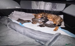 Bengal cats for sale: Bengal X  - Image 3