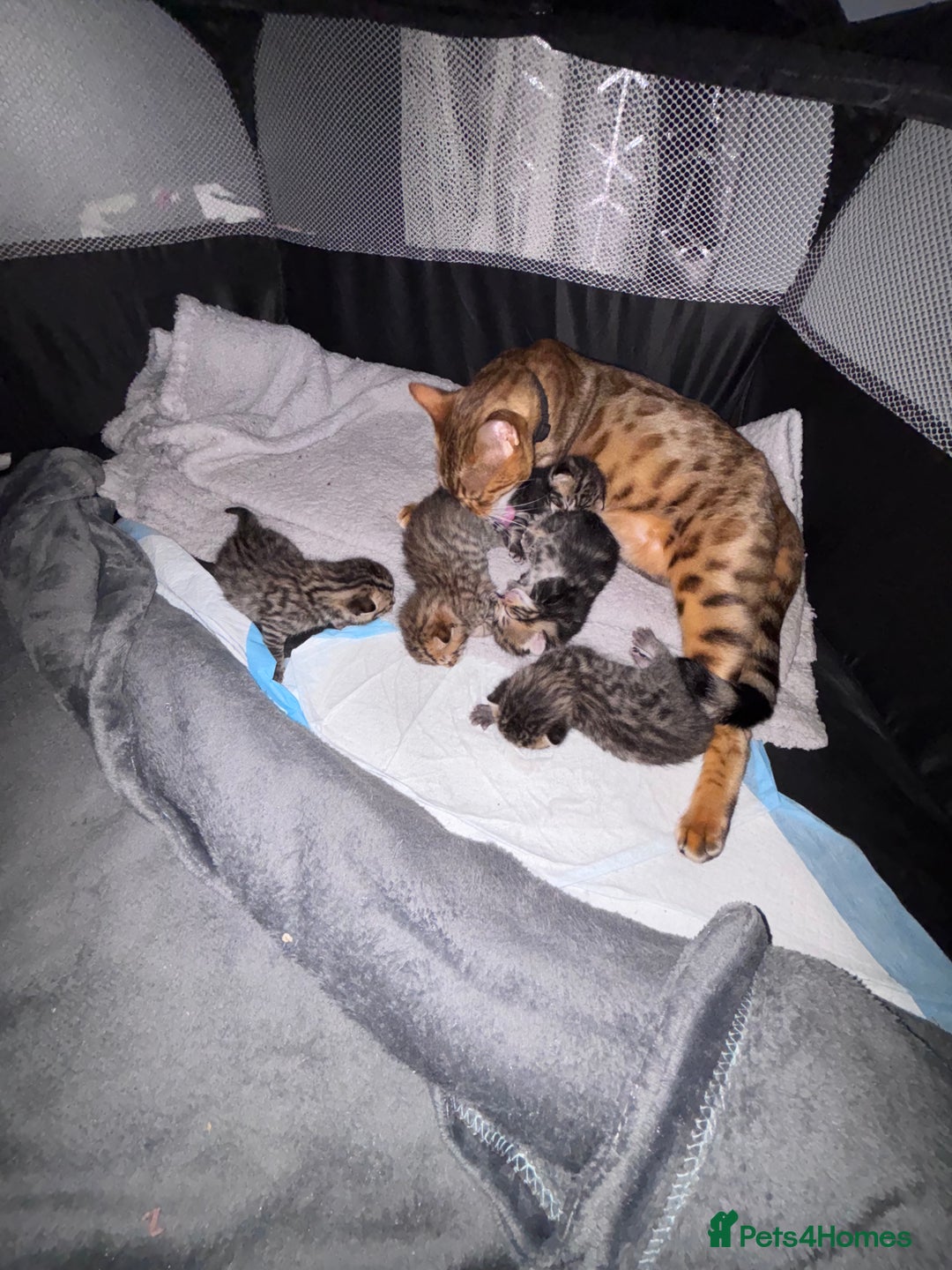 Bengal cats for sale: Bengal X  - Image 3