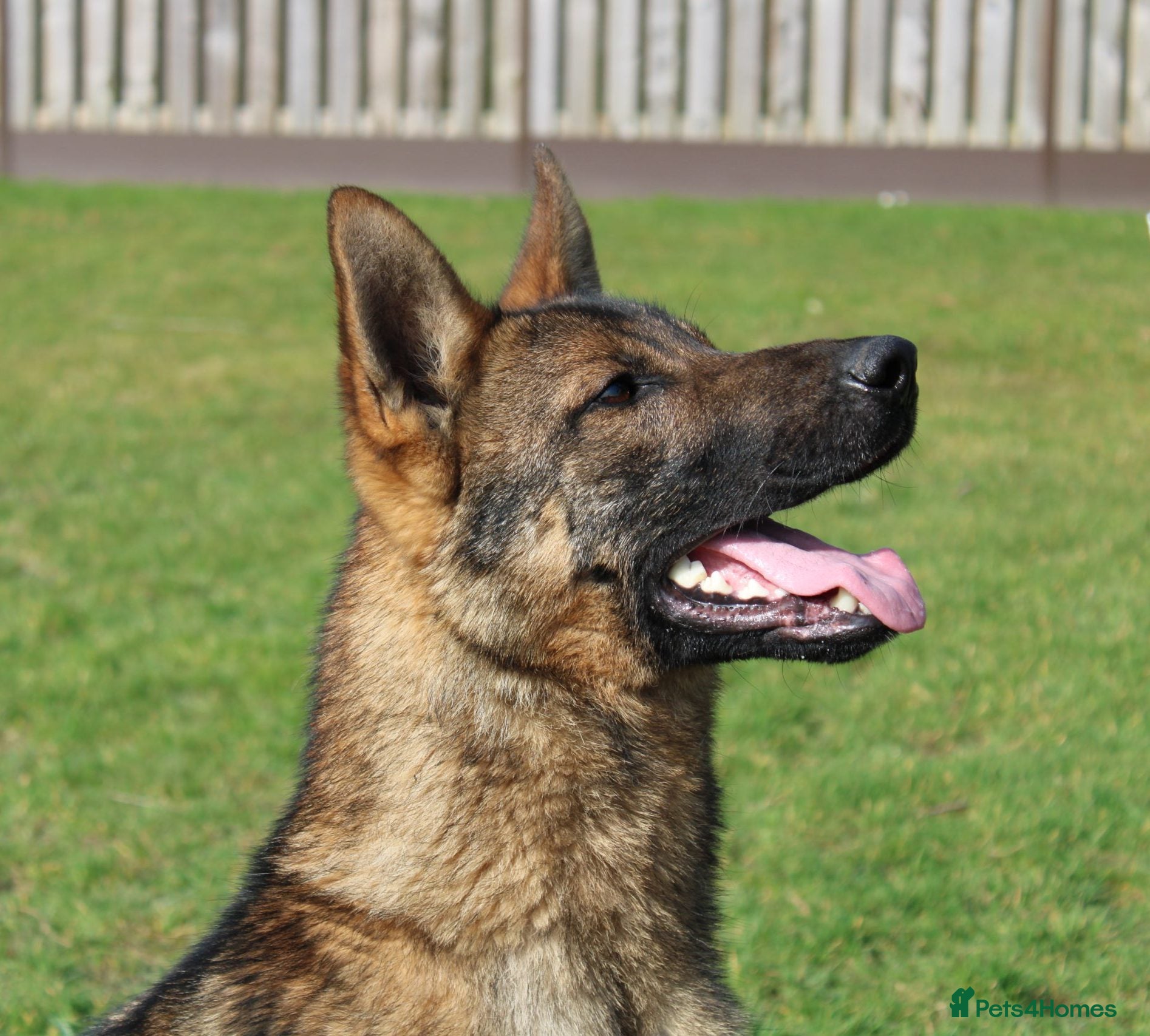 German Shepherd dogs KC Registered Czech German Shepherd  - Advert 1