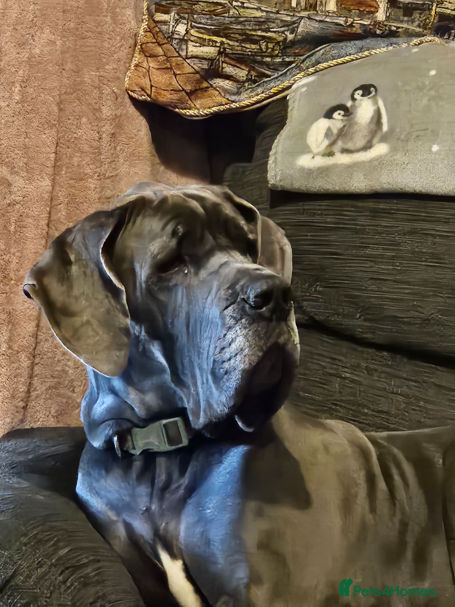 Great Dane dogs Loving great dane. - Advert 1