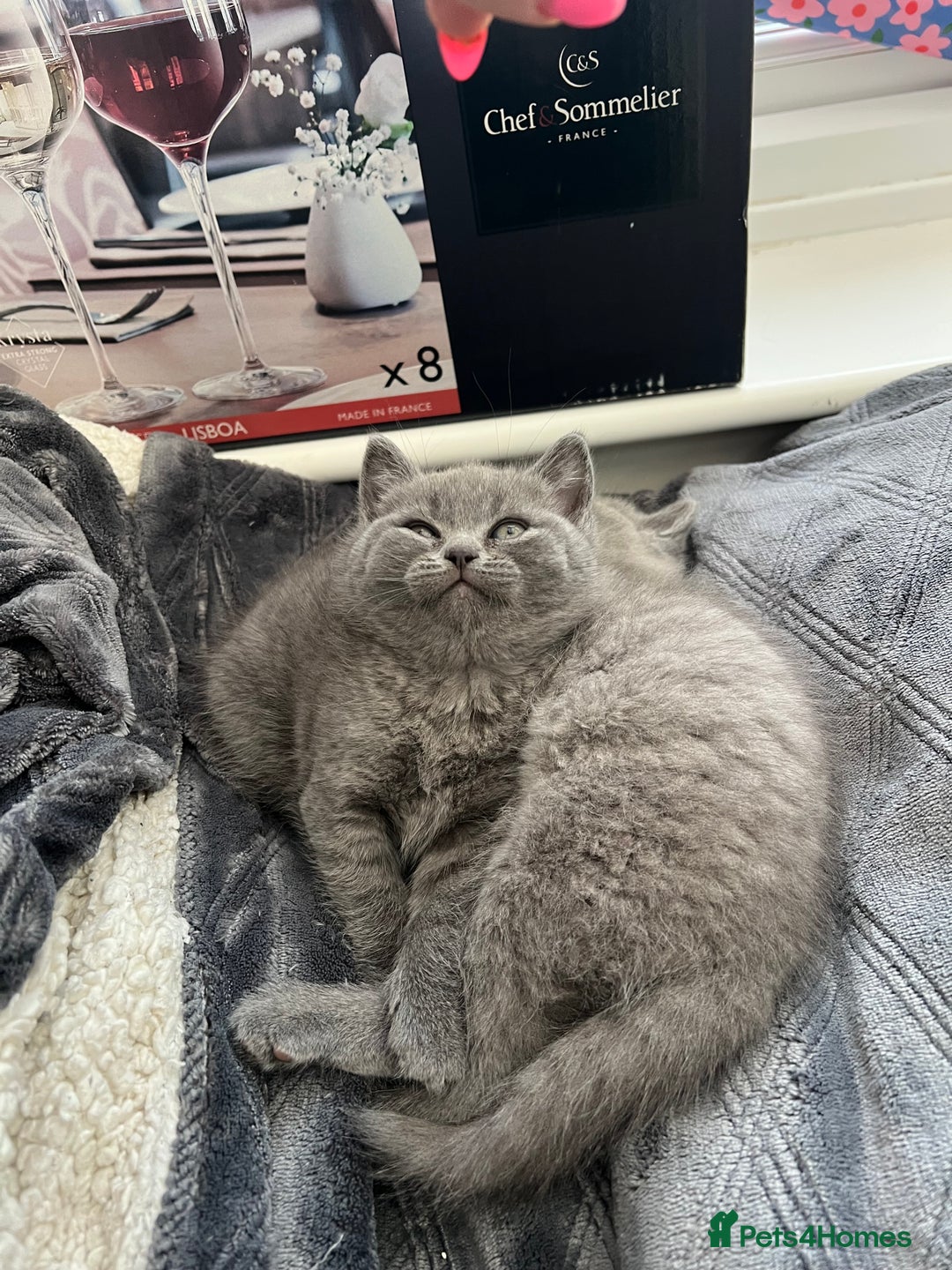 British Shorthair cats for sale: Beautiful British Shorthair Kittens Home Raised  - Advert 14