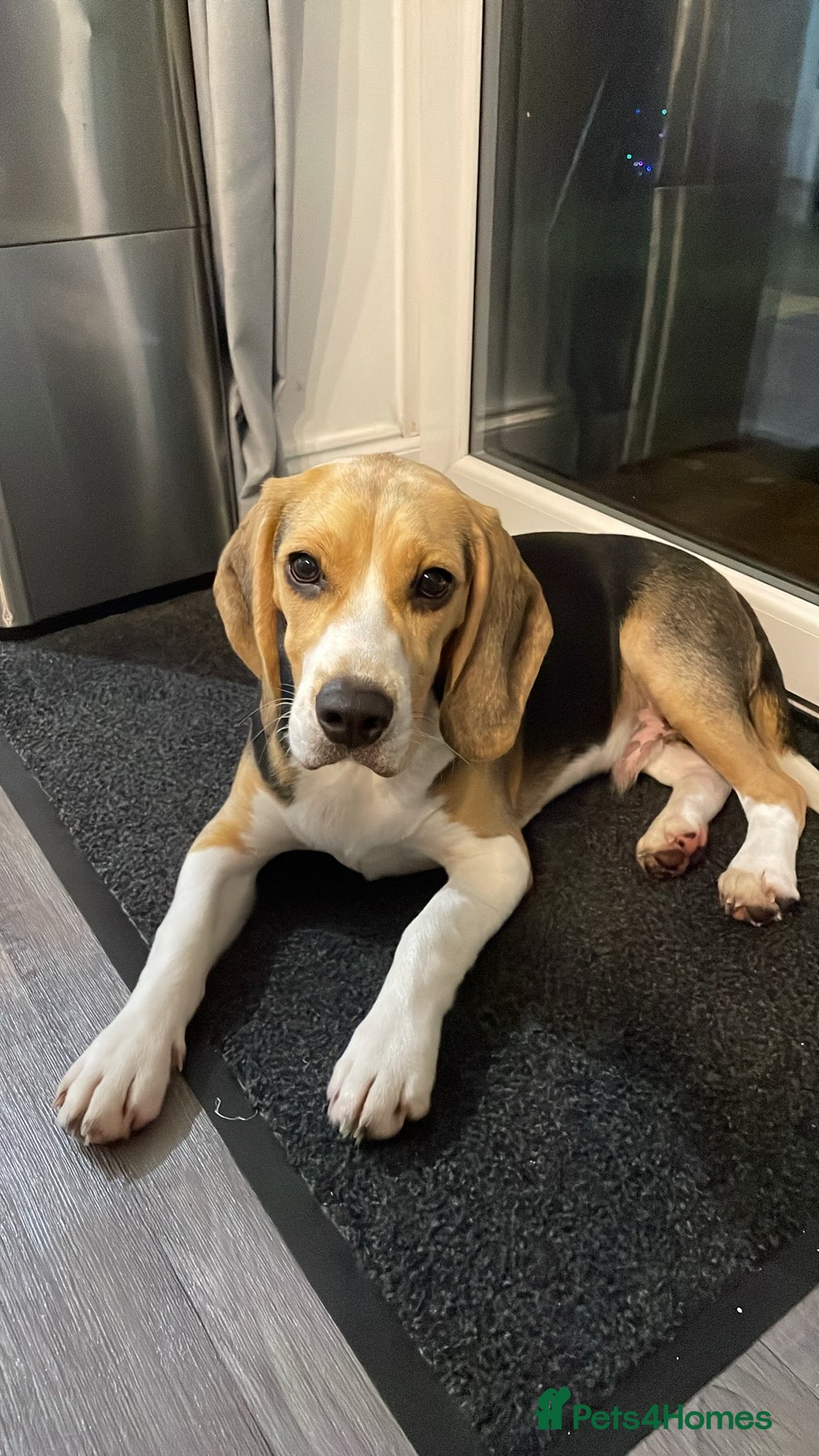 Beagle dogs Beagle 1 year old Toby - Advert 1