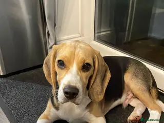 Beagle dogs Beagle 1 year old Toby - Advert 1