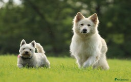 West Highland Terrier dogs for stud: Beautiful compact West Higjland Stud  - Image 5