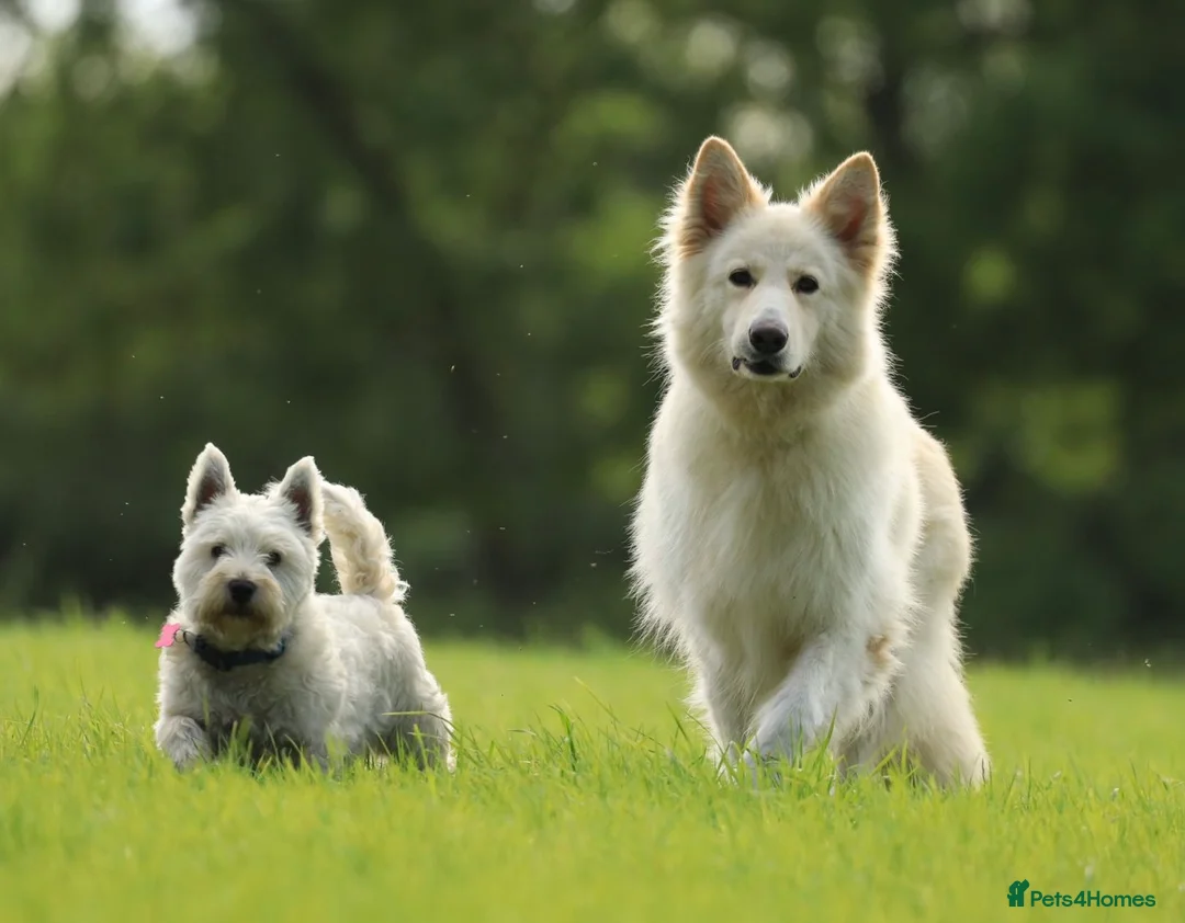 West Highland Terrier dogs for stud: Beautiful compact West Highland Stud  - Advert 5