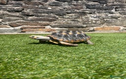 Tortoise reptiles for sale: Female Red Footed Tortoise  - Image 4