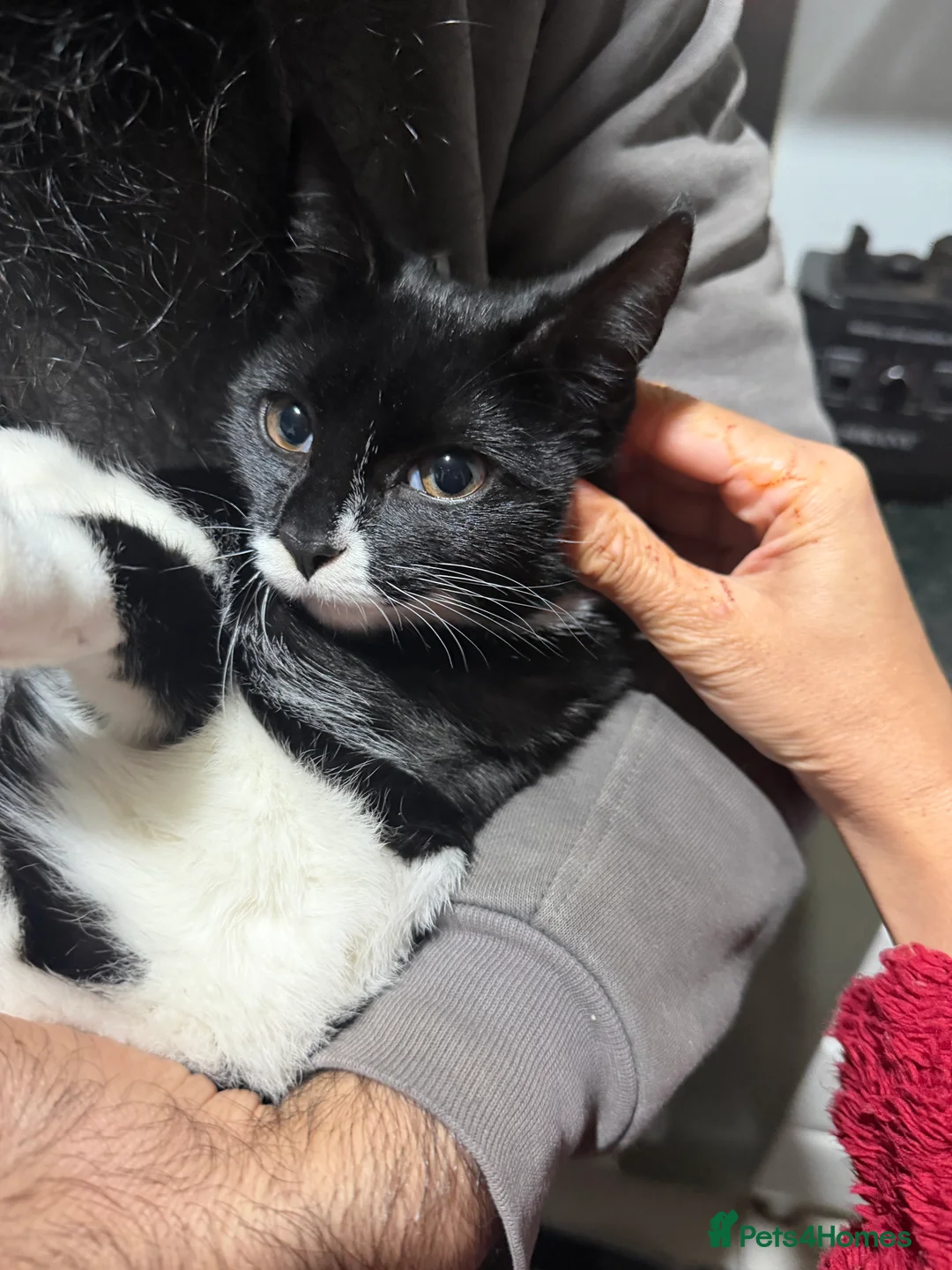 Mixed Breed cats for sale: Beautiful cat for sale . Adorable cat  - Advert 4