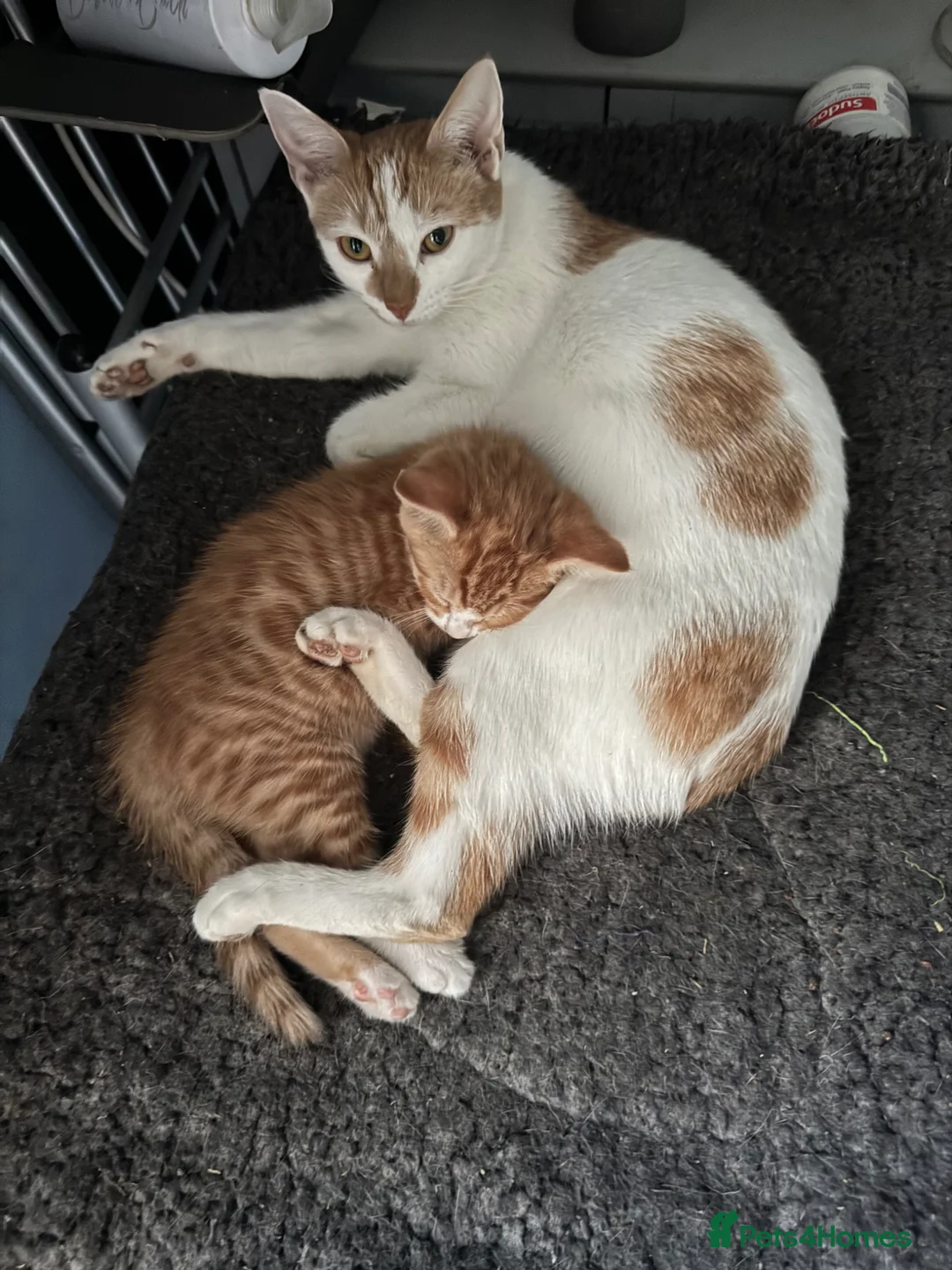 British Shorthair cats for sale: Last kitten  - Advert 2