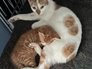 British Shorthair cats Last kitten - Advert 2