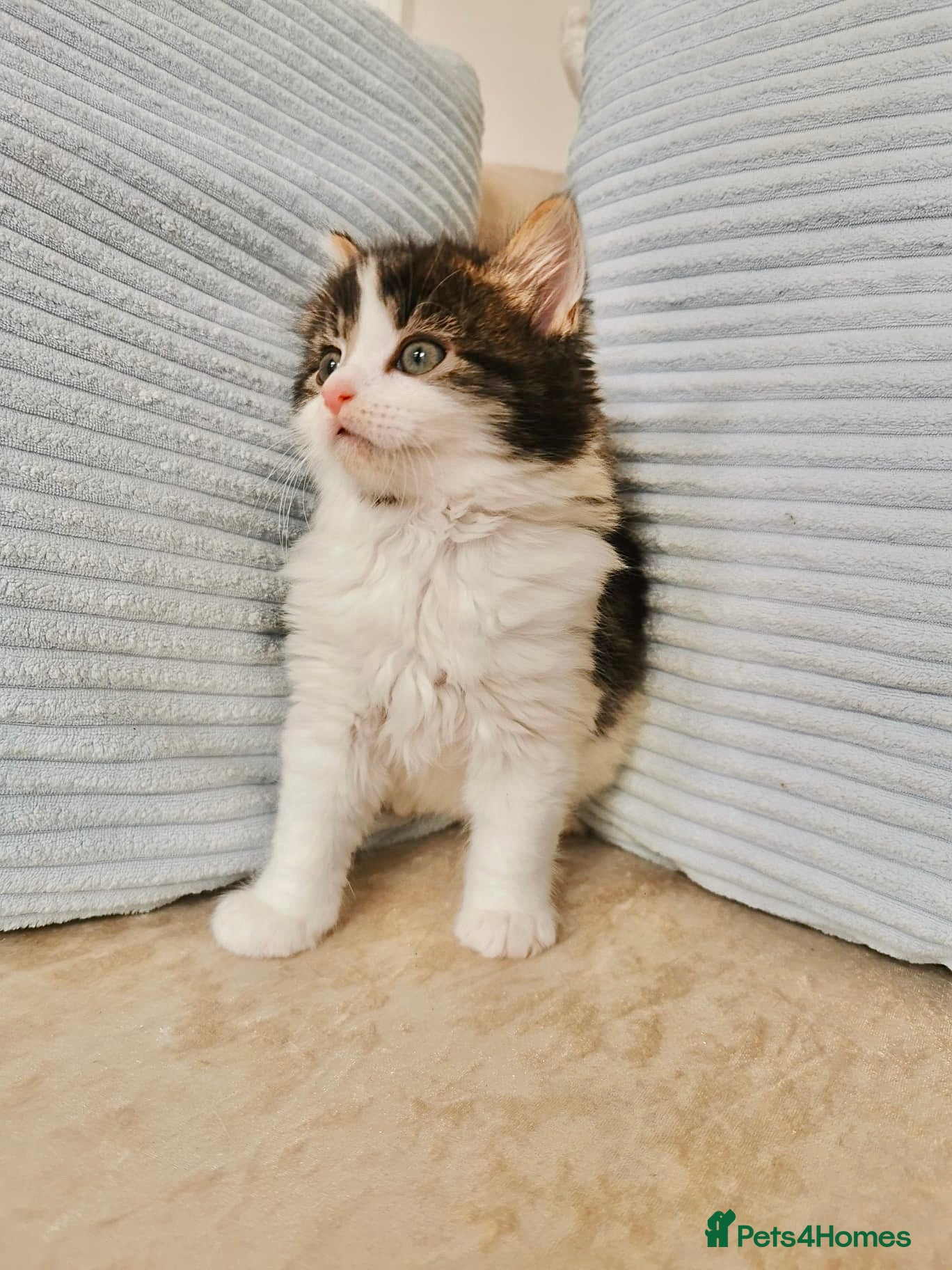 Mixed Breed cats REDUCED! Maine Coon Kittens - Advert 7