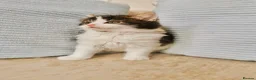 Mixed Breed cats for sale: Maine Coon X Ragdoll Kittens - Advert 5