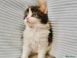 Mixed Breed cats REDUCED! Maine Coon Kittens - Advert 1