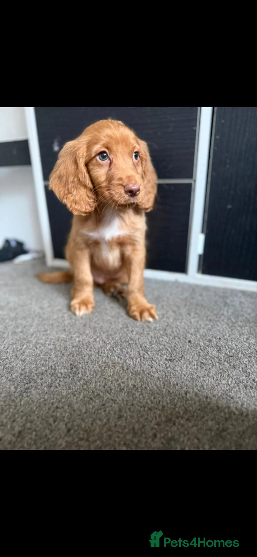 Cocker Spaniel dogs for sale: Cocker spaniel pups fully vaccinated males only - Advert 4