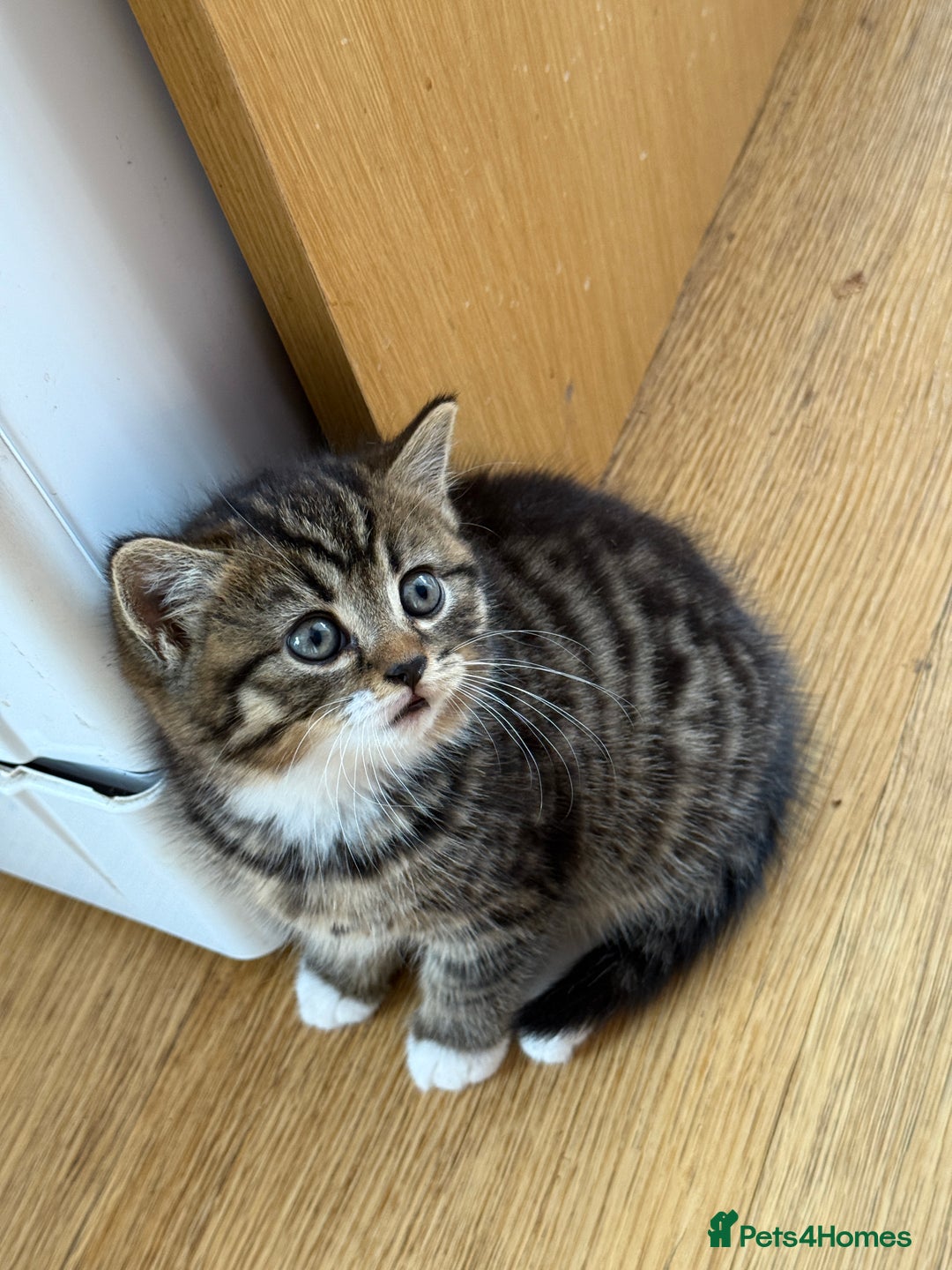 British Shorthair cats for sale: British Shorthair half breed kitten - Image 1