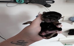 Chihuahua dogs for sale: Litter of Chihuahua pups - Image 4