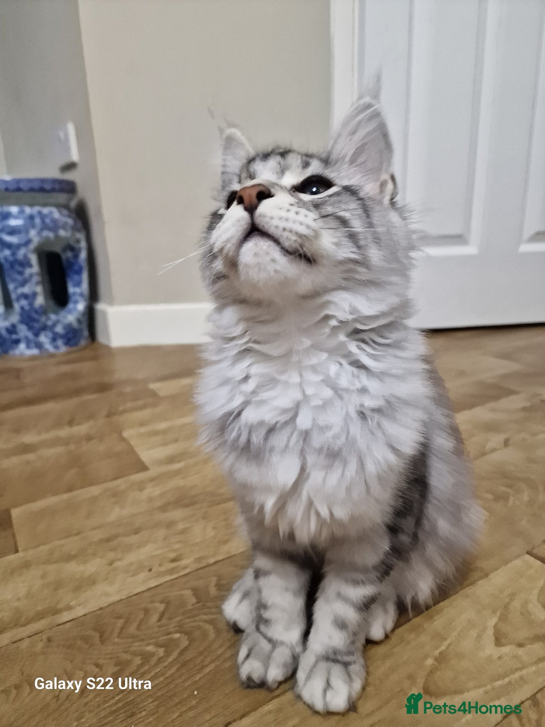 Maine Coon cats for sale: Pure maine coon - Image 33