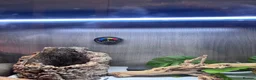 Bearded Dragon reptiles for sale: Bearded dragon with full vivarium set up  in Aldershot - Advert 3
