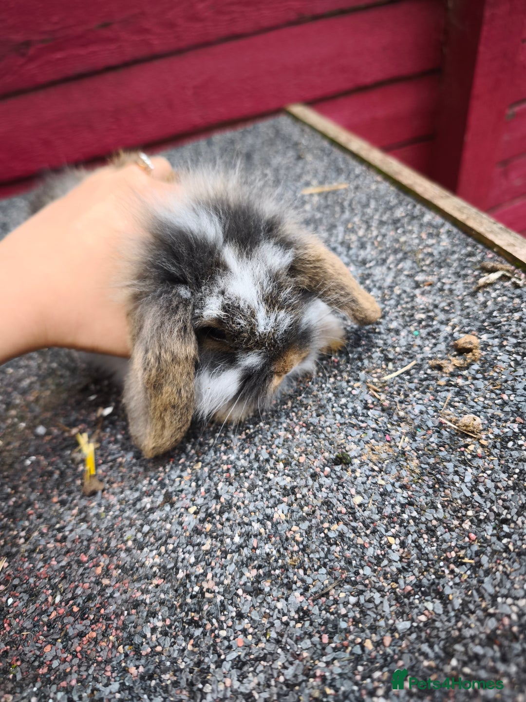 Lionhead rabbits for sale: Fluffy mini lion lop  in Bootle - Image 4