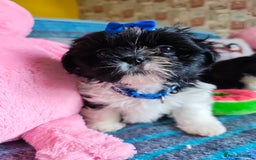 Shih Tzu dogs for sale: Shih Tzu puppies 1 boy available Redy Now!!! - Image 29