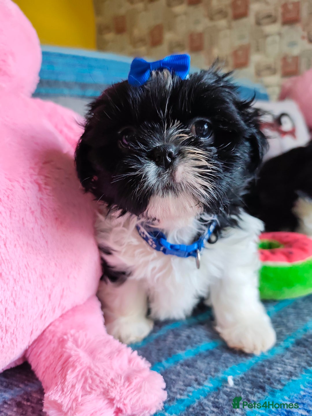 Shih Tzu dogs for sale: Shih Tzu puppies 1 boy available Redy Now!!! - Image 29