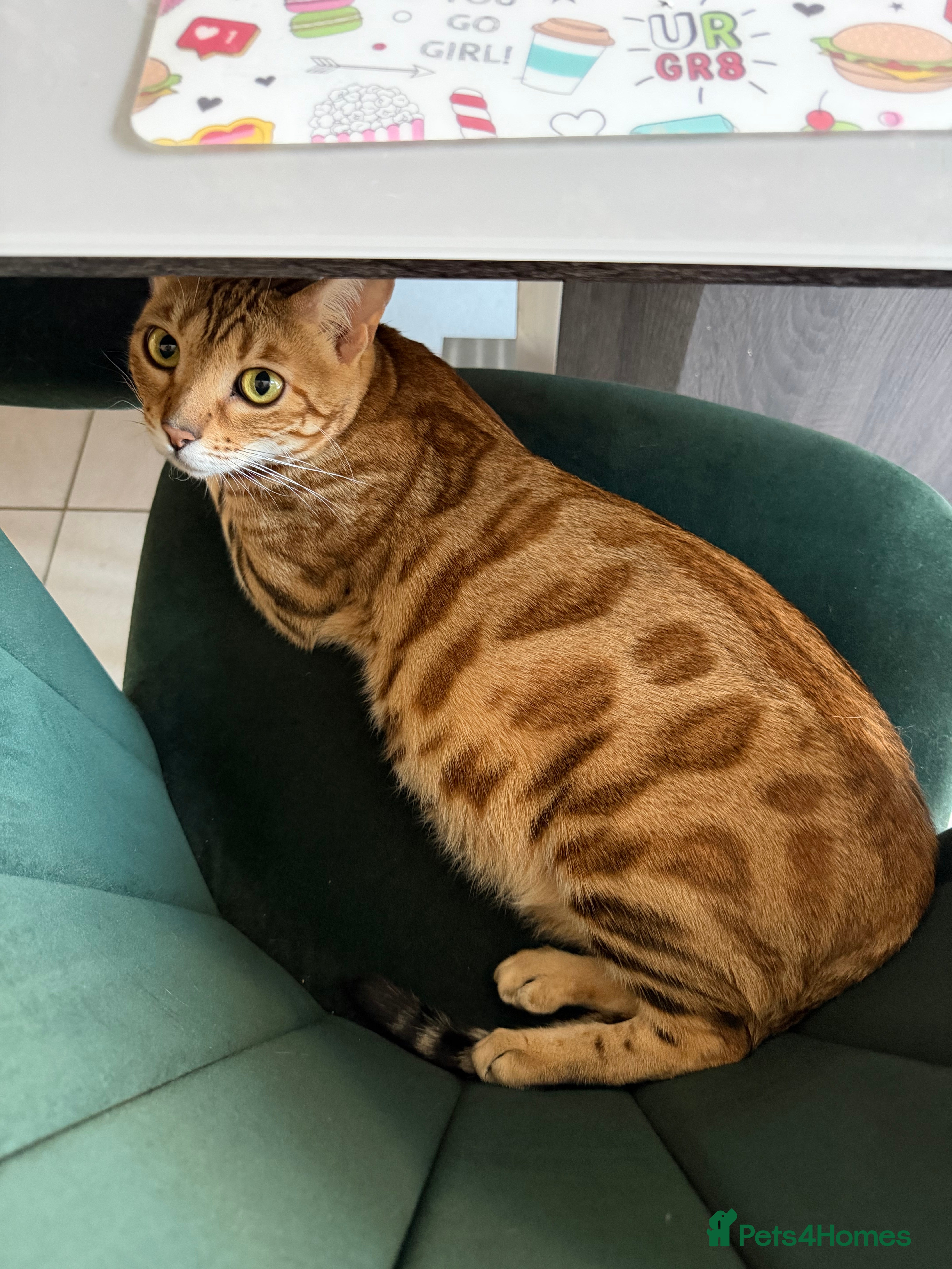Bengal cats 🐾 Purebred Bengal Kittens for Sale 🐾 - Advert 1
