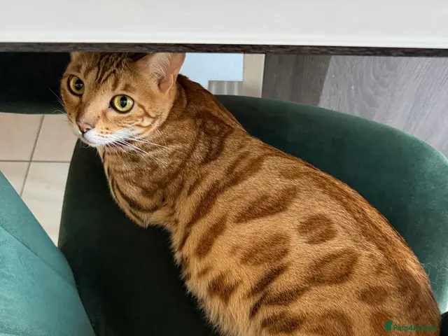 Bengal cats for sale: 🐾 Purebred Bengal Kittens for Sale 🐾 - Advert 1