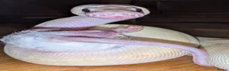 Python Snake reptiles for sale: Super pastel butter royal python - Advert 2