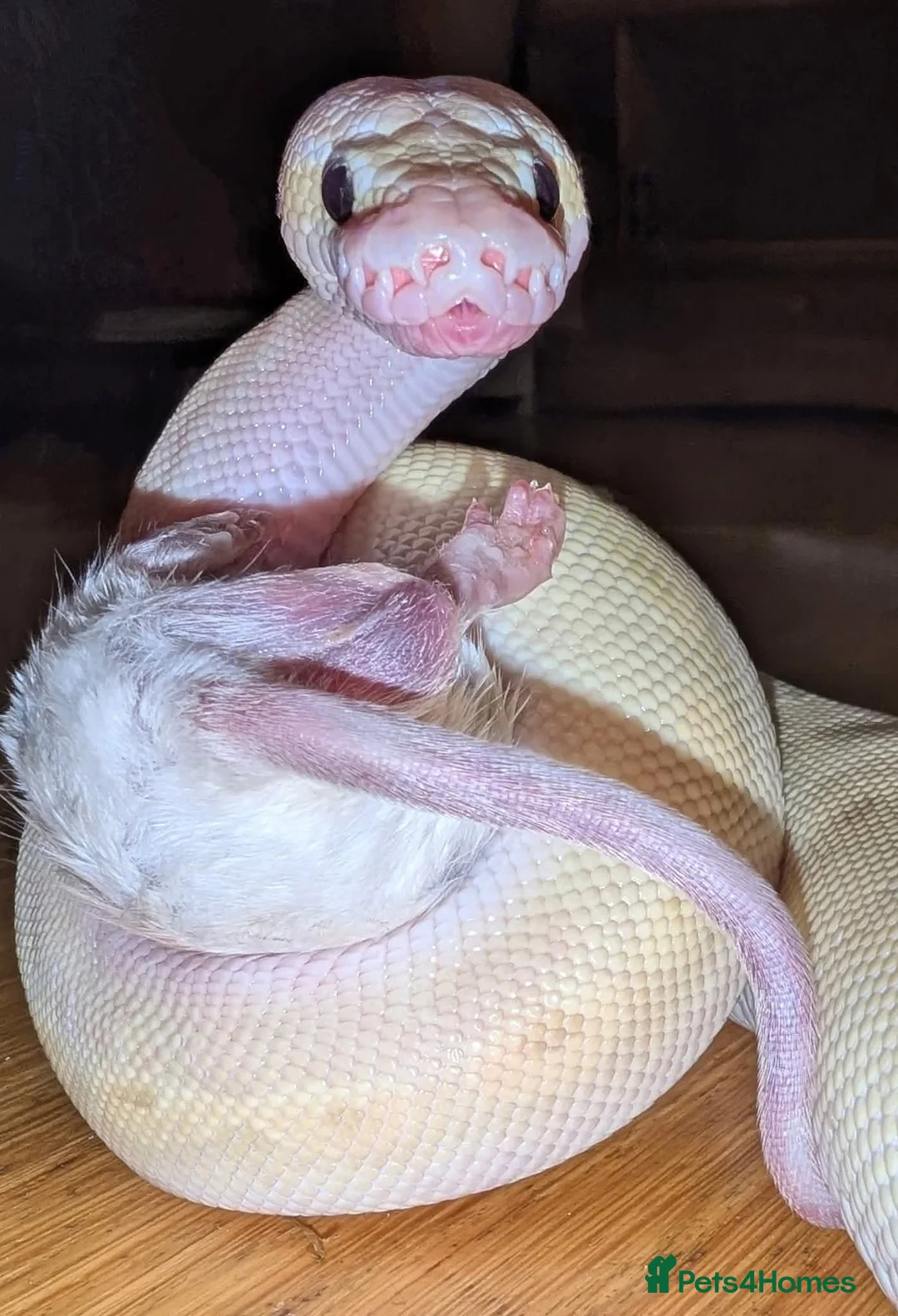 Python Snake reptiles for sale: Super pastel butter royal python - Advert 2