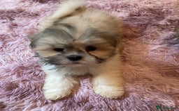 Lhasa Apso dogs for sale: Lhasa Apso Puppies 🐶  - Image 38