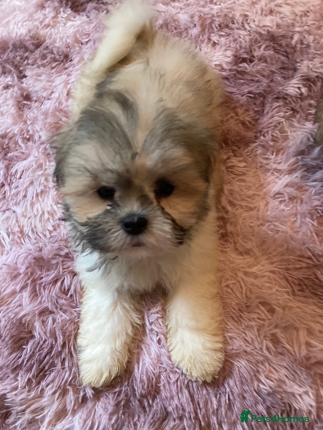 Lhasa Apso dogs for sale: Lhasa Apso Puppies 🐶  - Image 38