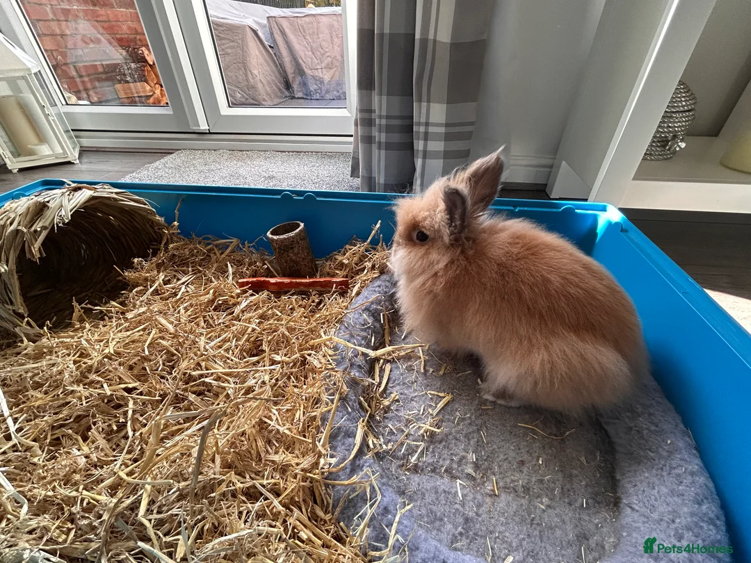 Dwarf Lop rabbits for sale: Dwarf Lilop Rabbit in Stourbridge - Advert 2