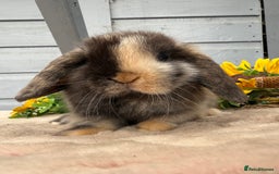 Mini Lop rabbits for sale: Stunning mini lop bunnies - Image 6