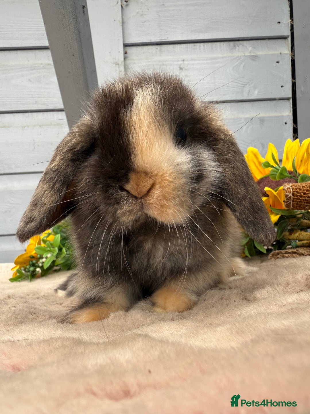 Mini Lop rabbits for sale: Stunning mini lop bunnies - Image 6