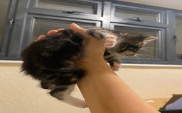 Mixed Breed cats for sale: Adorable kittens for sale - Image 10