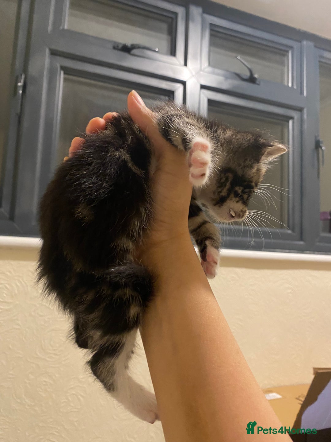 Mixed Breed cats for sale: Adorable kittens for sale - Image 10