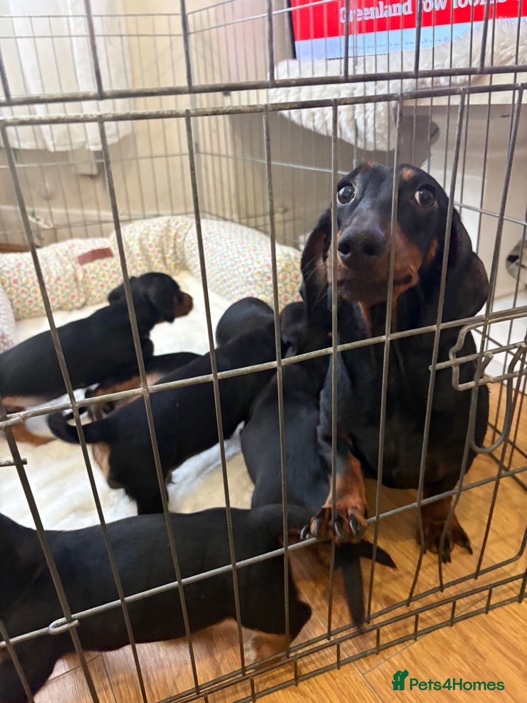 Dachshund dogs for sale: 6 beautiful dachshund puppies for sale 800 - Advert 1