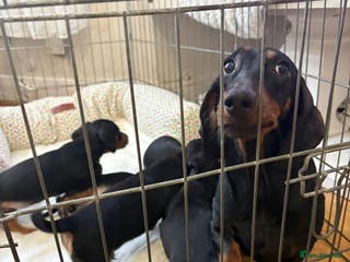 Dachshund dogs 6 beautiful dachshund puppies for sale 800 - Advert 2