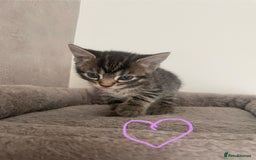 British Shorthair cats for sale: Grey and black tabby kittens 🌻 - Image 5